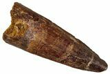 Fossil Spinosaurus Tooth - Real Dinosaur Tooth #268441-1